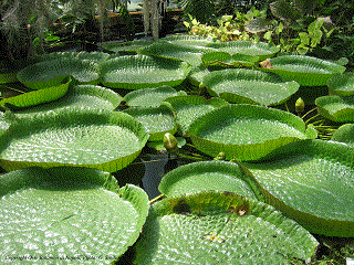 Victoria Cruziana Orto Botanico Di Napoli Ph G. Sibilio Victoria cruziana - Orto Botanico di Napoli - ph G. Sibilio