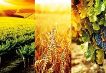 Agricoltura, la ricetta per il futuro dagli esperti di Economia sotto l’Ombrellone agricoltura italia
