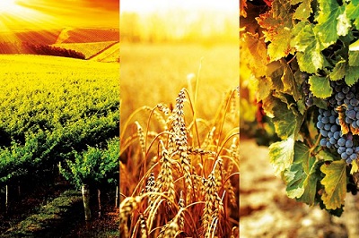 Agricoltura Italia agricoltura italia