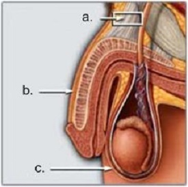 allungare-pene allungare-pene