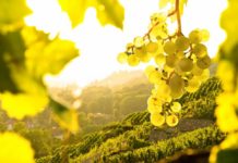 Vendemmia 2016: si preannuncia un’ottima annata vendemmia 2016