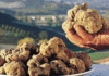 tartufo umbria