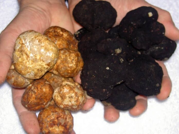 Tartufi Bianchi e neri foto di Mortazavifar Tartufo: consigli per acquisti