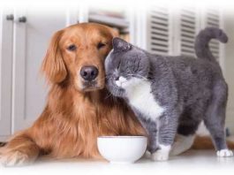 cane e gatto