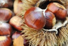 AL VIA A VALLERANO (VT) LA XV EDIZIONE FESTA DELLA CASTAGNA | 8.10.16 Castagne-proprieta-e-benefici