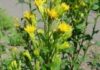 Solidago virgaurea