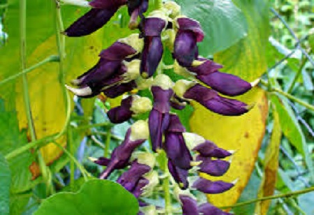 Mucuna Pruriens MUCUNA PRURIENS