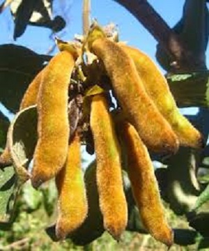 MUCUNA PRURIENS pianta MUCUNA PRURIENS pianta