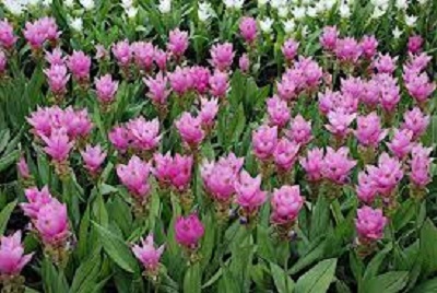 curcuma fiore