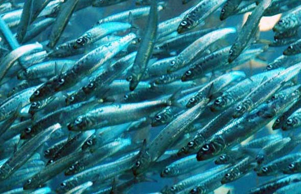 Azzurro Pesce azzurro pesce