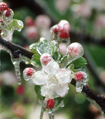 VI.P Mela Val Venosta fioritura foto-VI.P fotografo-Udo Bernhart 2