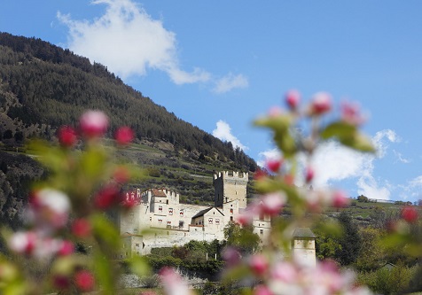 VI.P Mela Val Venosta fioritura foto-Val Venosta Marketing fotografo-Frieder Blickle 1