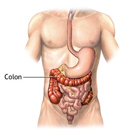 colon