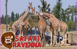 safari ravenna