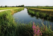 Mercatino Enogastronomico della Certosa di Pavia Parco del Ticino 4