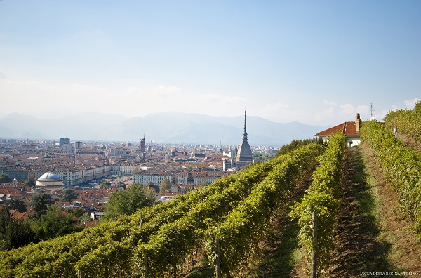 Vendemmia A Torino Vendemmia a Torino