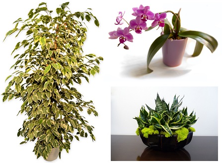 ficus benjamin - sanseveria - orchiidea