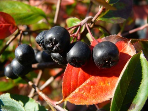 Aronia Melanocarpa 2