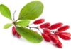 crespino o berberis vulgaris b