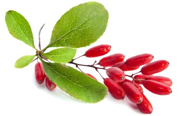 Crespino O Berberis Vulgaris B crespino o berberis vulgaris b