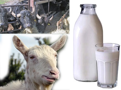 Assolatte - latte di capra - bufala