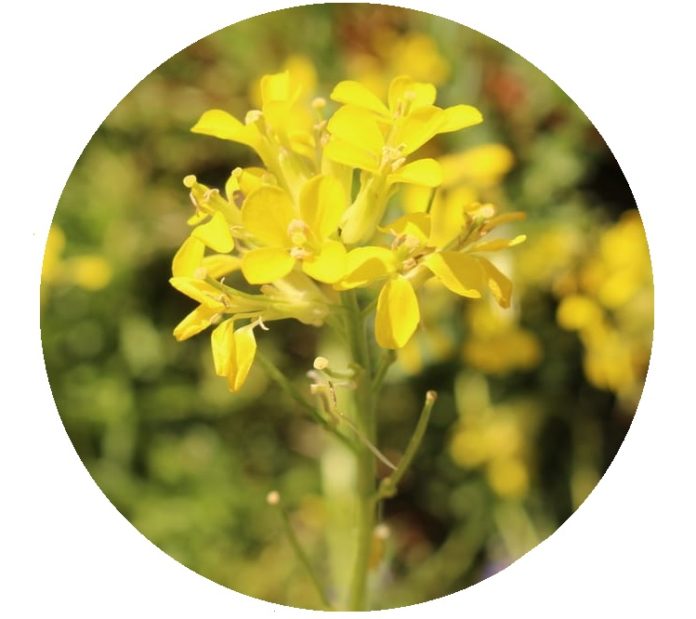 benefici erisimo erba cantanti infiammazioni gola raucedine problemi voce