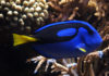 Dory