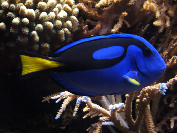 Dory