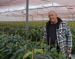 wcopertino-UZIcairo-AVOCADO