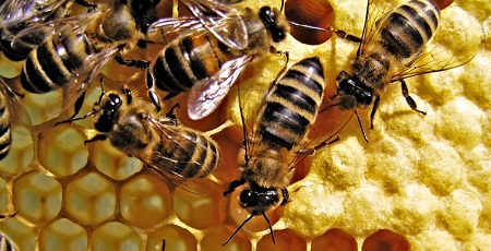 API SENTINELLE DEL TERRRITORIO