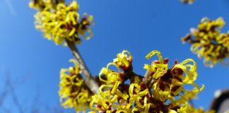 hamamelis virginiana