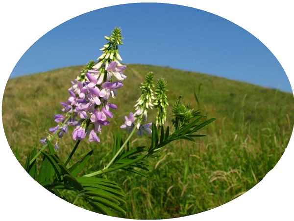 Galega Officinalis B Galega officinalis b