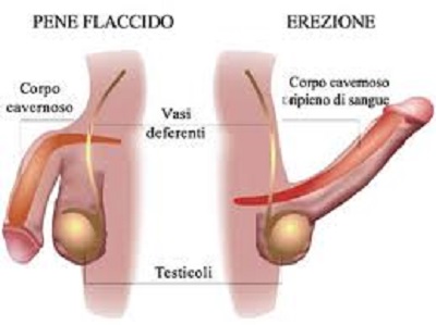 Disfunzioni Erettili DISFUNZIONI ERETTILI
