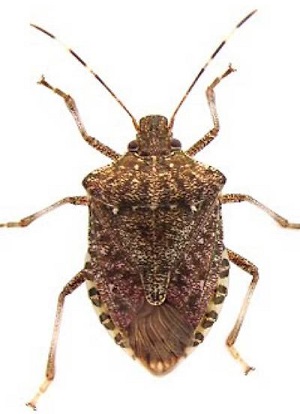 cimice asiatica r