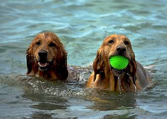 CANI AL MARE Vacanze con i nostri pet a quattro zampe