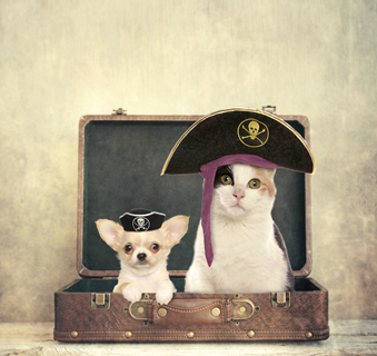 Cani Gatti In Vacanza Vacanze con i nostri pet a quattro zampe