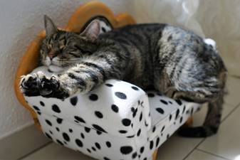 GATTO IN RELAX GATTO IN RELAX