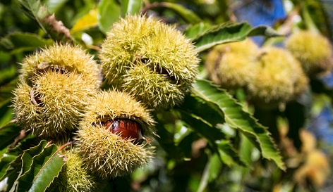 AMIATA AUTUNNO RICCI