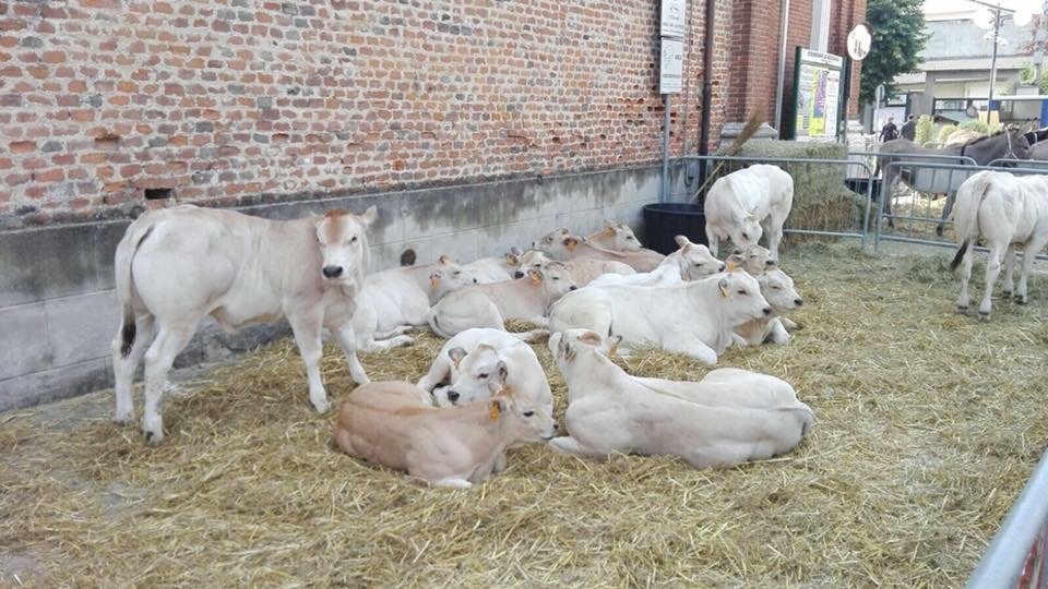 SAGRA BOSCONERO