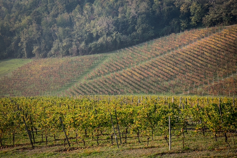 CREA Piemonte crea