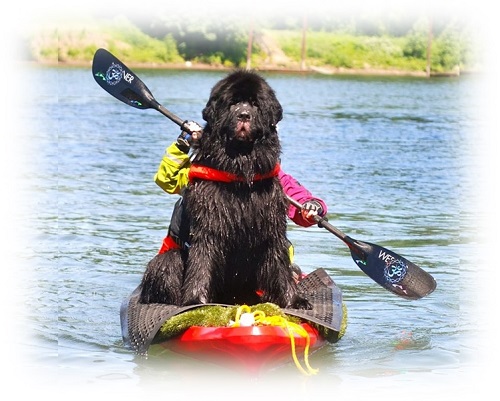 Dog Kayakking Dog Kayaking
