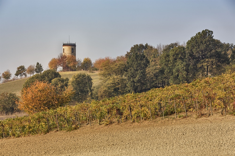 Bonzano Vini - le vigne della Tenuta della Mandoletta