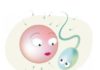 Fecondazione assistita - spermatozoo e ovulo
