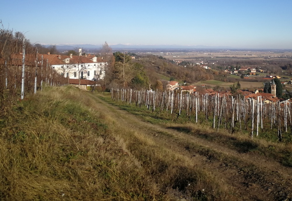 vigneti 1