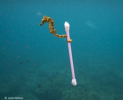 cotton fioc - cavalluccio di mare - inquinamento plastica