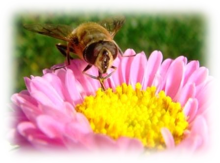 agricoltura - insetti a rischio di scomparsa - api