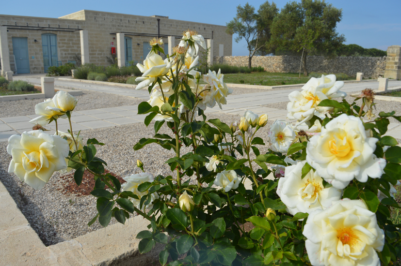 cds-relaismasseriaLECESINE-rose wcds-relaismasseriaLECESINE-rose