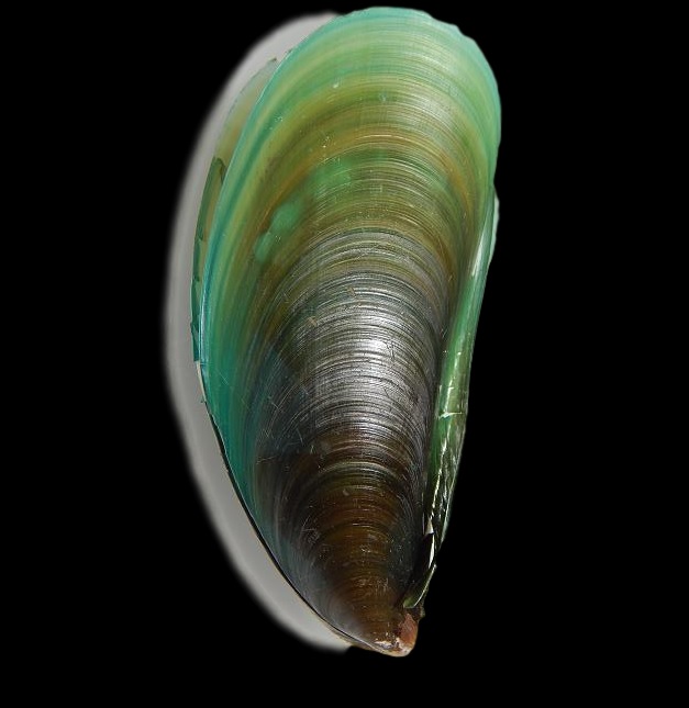 La cozza verde della Nuova Zelanda - toccasana per le articolazioni r