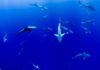 “Kill Sharks and You Kill the Marine Ecosystem” Kill Sharks and You Kill the Marine Ecosystem
