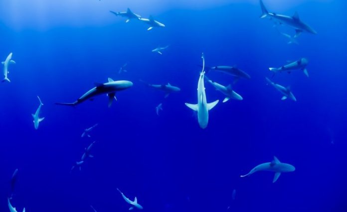 Kill Sharks and You Kill the Marine Ecosystem